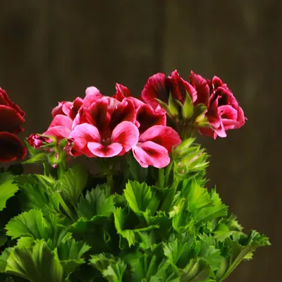 Купить Искусственные цветы Герань свисающая /Искусственные цветы для  декора/ Декор для дома по выгодной цене в интернет-магазине OZON.ru  (436503225)