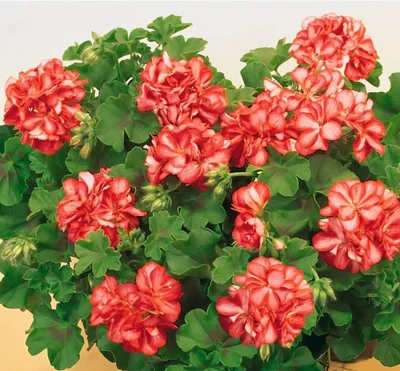 Комнатное растение \"Пеларгония\" купить по низкой цене в интернет-магазине  kashpo.store