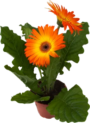 Растение в горшке Мир Цветов Гербера (35 см) - IRMAG.RU