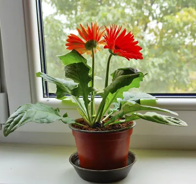 https://samara.leroymerlin.ru/product/gerbera-15x35-sm-12510753/