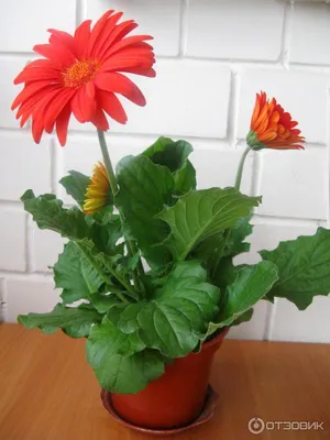 Gerbera в цветочном горшке стоковое изображение. изображение насчитывающей  гербер - 39306361