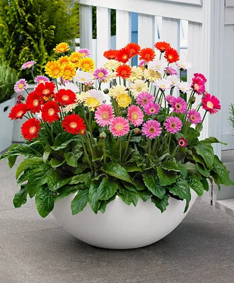 Розовый gerbera в саду стоковое фото. изображение насчитывающей завод -  182950028