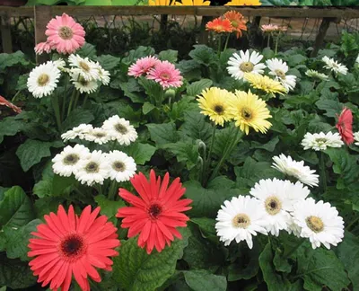 Discover the versatility of Gerbera - Decorum