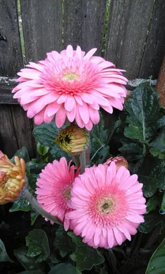 цветок герберы цветёт в саду Стоковое Изображение - изображение  насчитывающей лепесток, естественно: 267639263