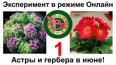 Купить Французскую розу и герберу \"Эльфийский сад\" в Новокузнецке с  доставкой