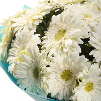 Gerberas baltas – MiliPRO