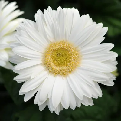 Купить Герберы белые с доставкой в Курске, каталог Цветы | - «MarnaFlowers».