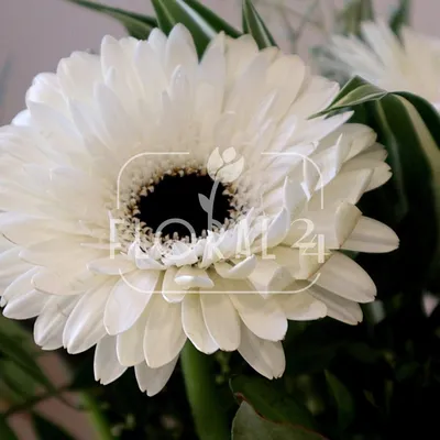 Декор.цветы Герберы белые в керам.вазе с доставкой