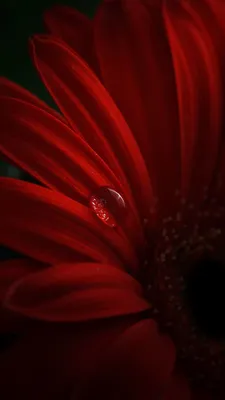 Красные герберы, лепестки, капли воды iPhone 5 (5S) (5C) обои - 640x1136 |  Red flowers, Flower painting, Flower phone wallpaper