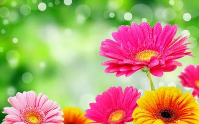 Цветы герберы | Flower aesthetic, Flower background wallpaper, Simple  iphone wallpaper