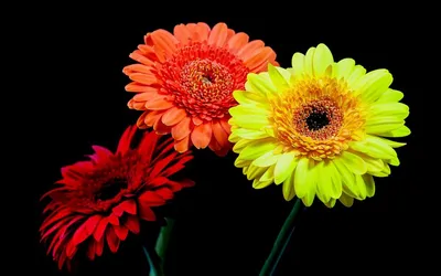 Обои iPhone wallpapers | Popular flowers, Most popular flowers, Gerbera  daisy