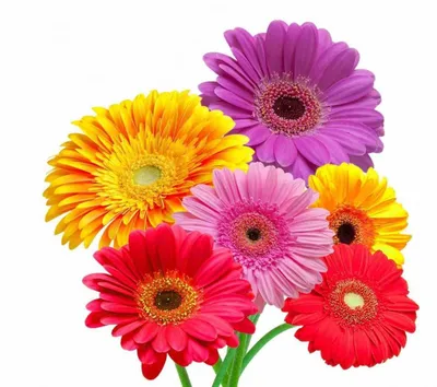 Герберы (Цвет на выбор)» любого цвета и количества цветков в Зернограде
