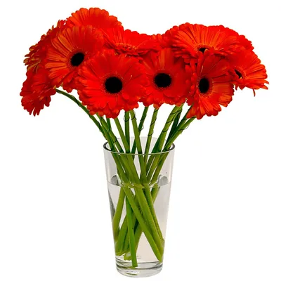 Купить герберы с хризантемой по доступной цене с доставкой в Москве и  области в интернет-магазине Город Букетов
