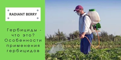 Гербициды (от сорняков) Ураган Форте купить в Украине | Веснодар