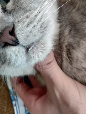 Ответы Mail.ru: У кота на нижней губе шишка. Думали герпес, но долго не  выходит