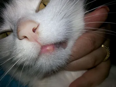 Please tell ! the cat on the upper lip has some growths such as papillomas,  with sharp ends, the lip is swollen, but.. | VK