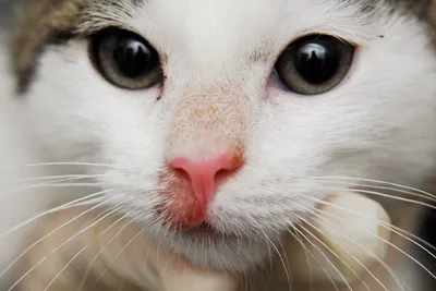 Ринотрахеит у кошек: причины, симптомы герпеса кошки (текут слюни, сопли из  носа, гноятся глаза, болячки на морде кота, горле), лечение
