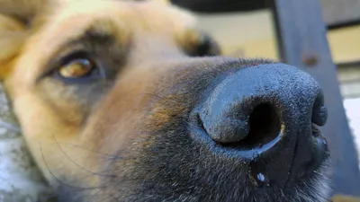 Могут ли собаки получить герпес от людей?— ModernVet