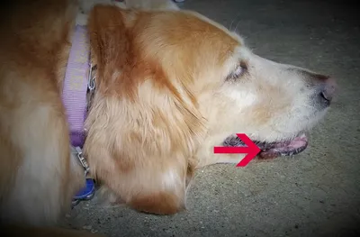 Герпес у собак: симптомы и лечение заболевания (+фото)