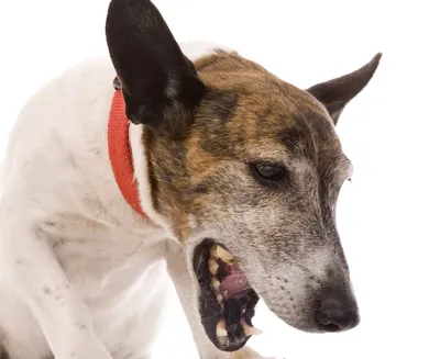 Конъюнктивит у собаки | Лечение, симптомы | Клиника Zoo-Vision Спб
