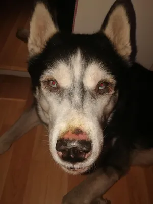 Герпесвирусная инфекция у собак | ВКонтакте