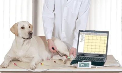 Питомниковый кашель у собак: причины, симптомы, лечение | Домашние животные  - самое важное | Дзен