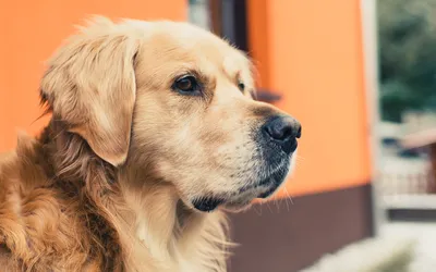 Особенности лечения синдрома Кушинга у собак | Zoohub