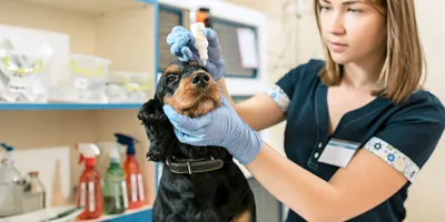 Лизин — средство для профилактики и лечения герпесвирусного ринотрахеита у  кошек и герпесвирусной инфекции собак от компании Экохимтех