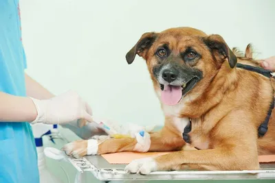 Симптомы псориаза и чесотки у собак - Syndrome-Kushinga