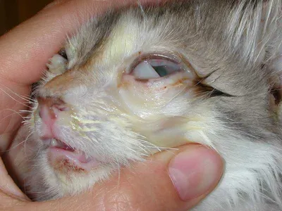 Герпесвирусная инфекция у кошек фото фотографии