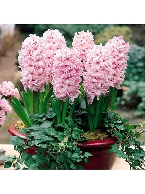 Гиацинт Фондант (Hyacinthus Fondant), 3 шт J.W.A. Lefeber 174929406 купить  в интернет-магазине Wildberries