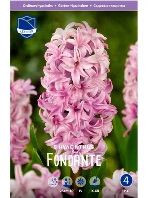 Гиацинт Фондант (Hyacinthus Fondant), 3 шт J.W.A. Lefeber 174929406 купить  в интернет-магазине Wildberries