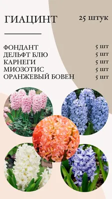 Евро сад Гиацинт, луковичные цветы, для сада