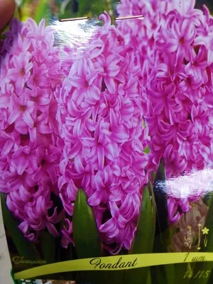 Купить семена цветов Гиацинт почтой в Беларуси в интернет-магазине, каталог  семян с ценами