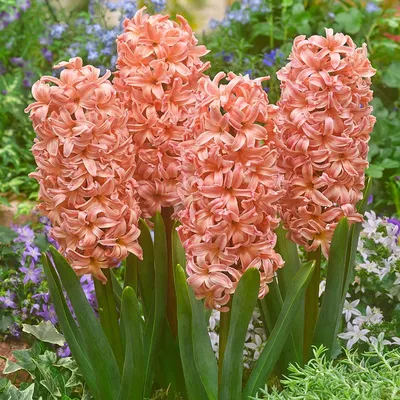 Аленький цветочек Гиацинты, луковичные цветы 5 шт