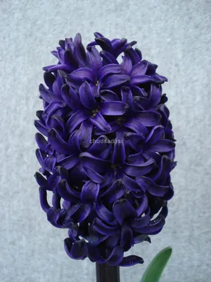 Гиацинт луковицы купить | Интернет магазин луковичных цветов «Агросемфонд»