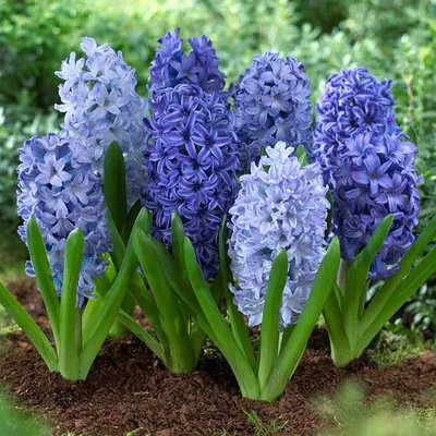 Гиацинт, Hyacinthus, описание, уход, фото