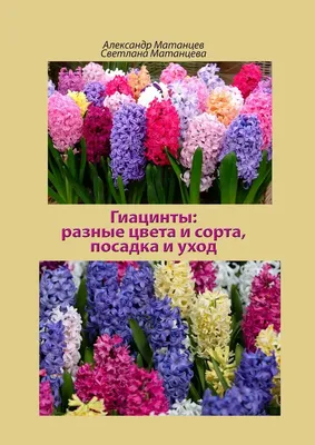 Гиацинт домашний: посадка, выгонка, выращивание | Сад и огород / 1ogorod.ru  | Дзен