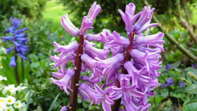 Гиацинт Jan Bos - Гиацинт - GardenPlants