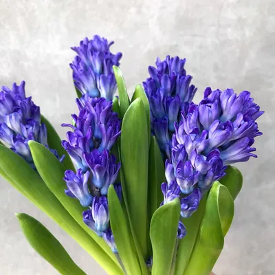 Гиацинт Блю Пёрл (Hyacinthus Blue Pearl) - Луковицы гиацинтов - купить  недорого гиацинты в Москве в интернет-магазине Сад вашей мечты