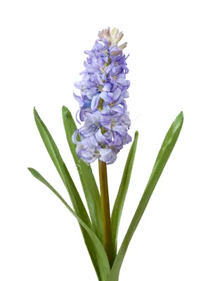 Гиацинт Мультифлора Блю (Hyacinthus Multiflora Blue) - Луковицы гиацинтов -  купить недорого гиацинты в Москве в интернет-магазине Сад вашей мечты