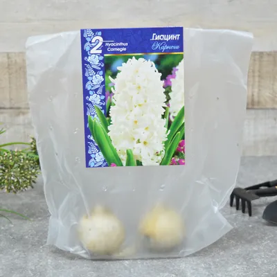 Ваше хозяйство Луковичные цветы Гиацинт Карнеги 2 шт многолетнее растение