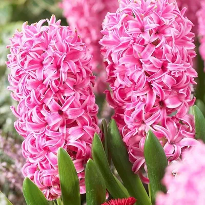 гиацинт роскошная корнелия цветет в саду Стоковое Фото - изображение  насчитывающей свежесть, голландско: 218234566
