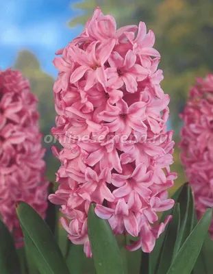 Гиацинт - Splendid Cornelia - пакет из 3 штук - Hyacinthus – Garden Seeds  Market | Бесплатная доставка