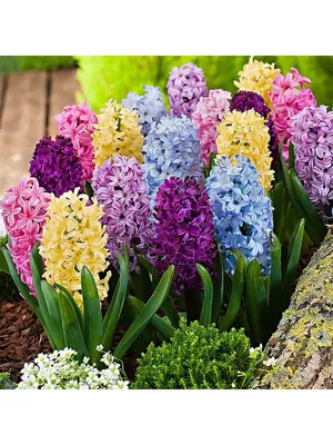 Гиацинт Мультифлора Блю (Hyacinthus Multiflora Blue) - Луковицы гиацинтов -  купить недорого гиацинты в Москве в интернет-магазине Сад вашей мечты