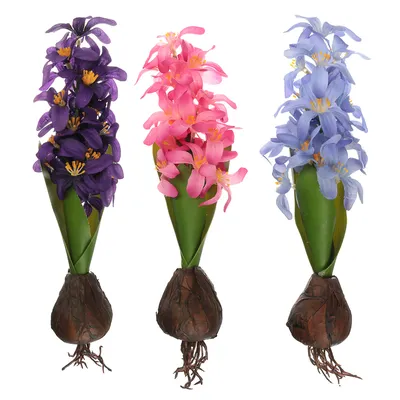 Гиацинт Hyacinthus