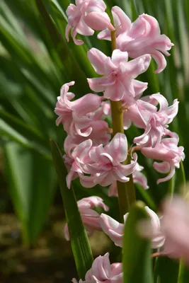 Бесплатное изображение: Гиацинт, розовый, крупным планом, цветы, Март,  время весны, природа, лист, цветок, завод