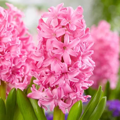 Гиацинт розовый - заказать и купить цветы с доставкой | Donpion