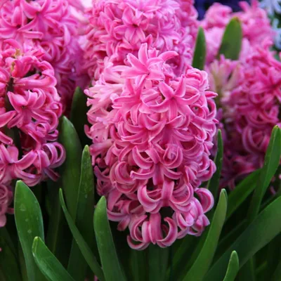 Гиацинт восточный - Pink Pearl - пакет из 3 штук - Hyacinthus orientalis –  Garden Seeds Market | Бесплатная доставка
