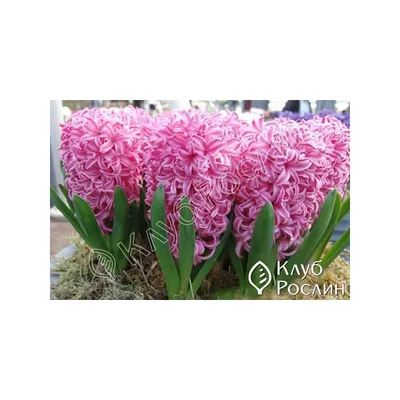 Hyacinthus 'Pink Pearl'